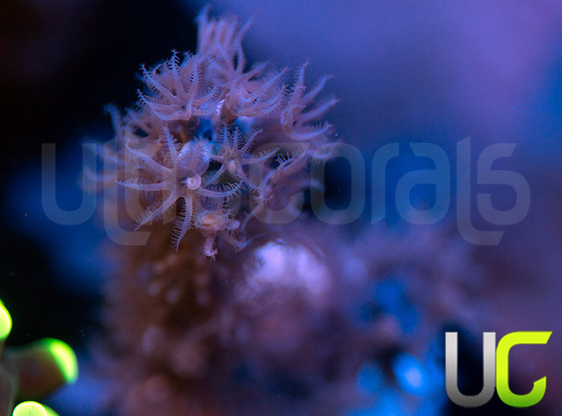 Aquacultured Slit Pore Gorgonia