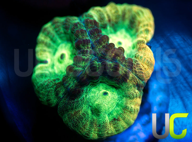 JF Psycho Rainbow Rim Favia