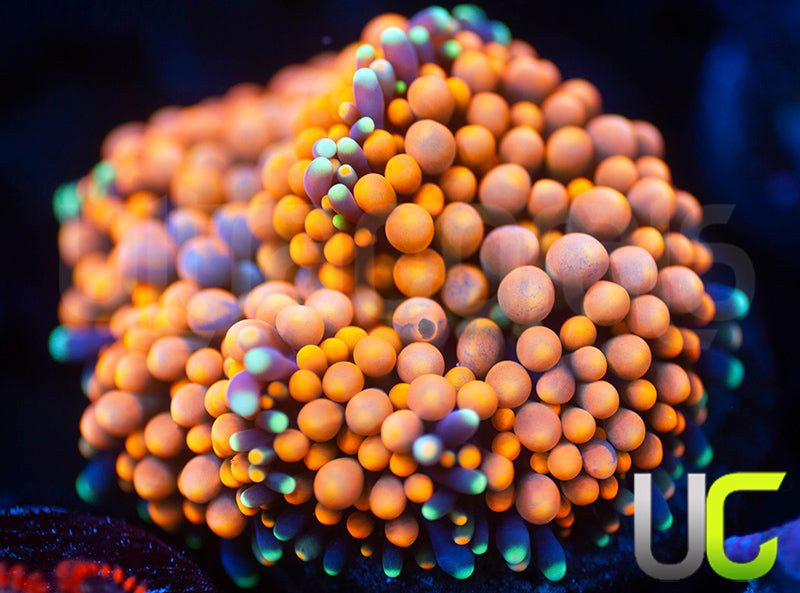 UC Orange Bubble Bouncing Florida Ricordea