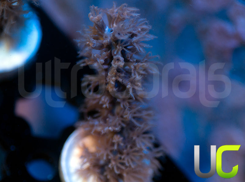 Aquacultured Slit Pore Gorgonia