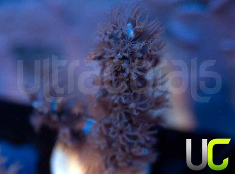 Aquacultured Slit Pore Gorgonia