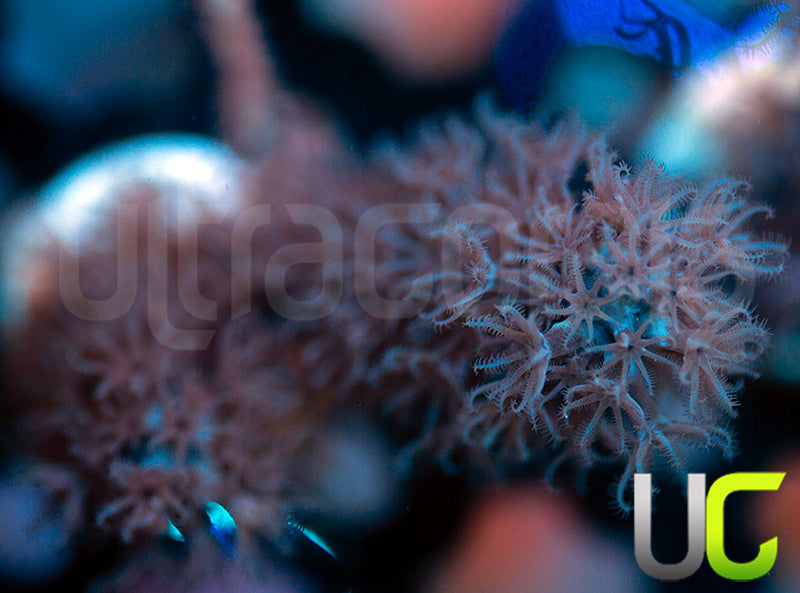 Aquacultured Slit Pore Gorgonia