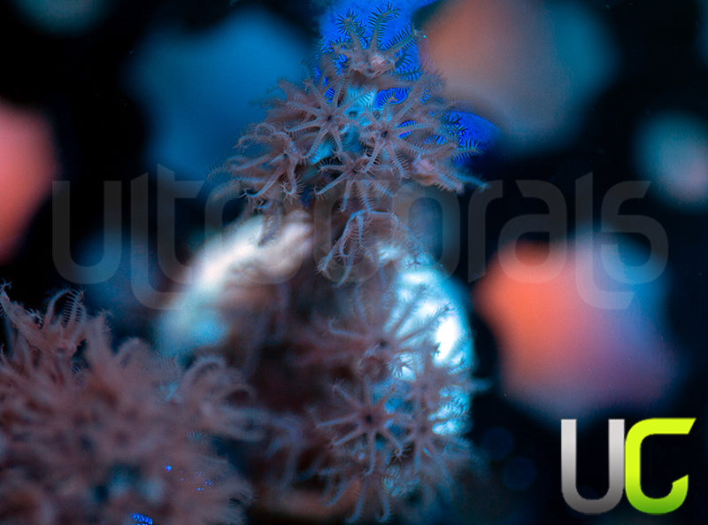 Aquacultured Slit Pore Gorgonia