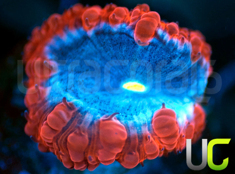 UC Forbidden Blue Blasto