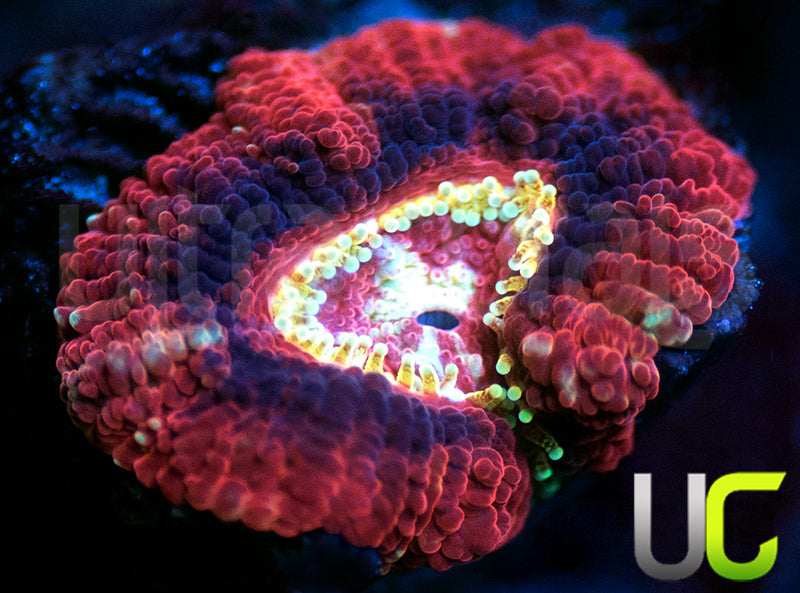 UC Suns Out Buns Out Micro Lord