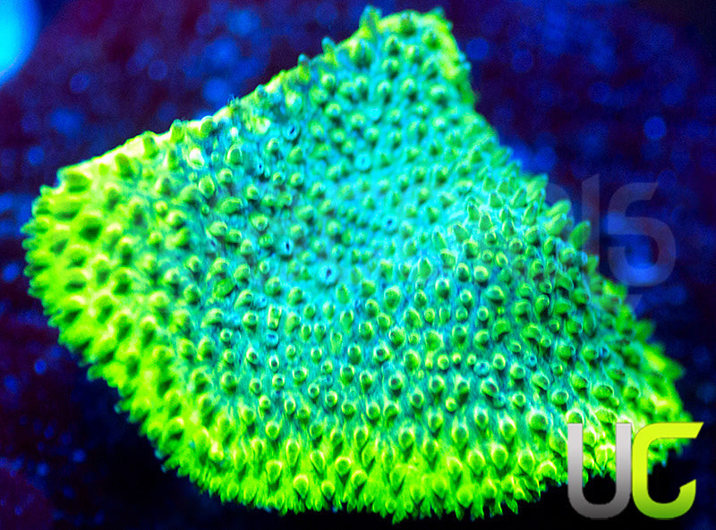 UC Blue Haze Psammocora