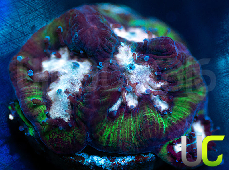 Gonzos Party Time Platy