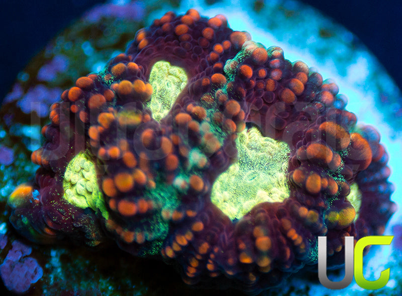 UC Strobe Light Favia