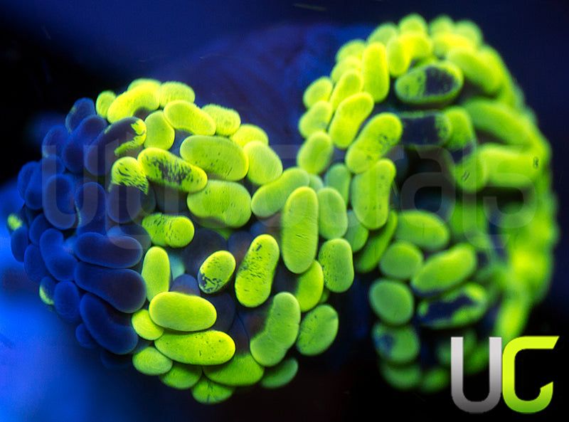 Biocolor Splatter Hammer