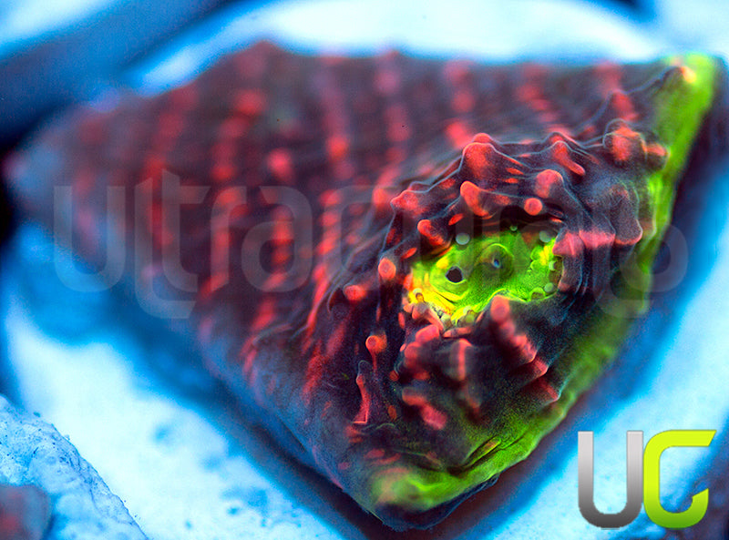 Ultra Watermelon Chalice