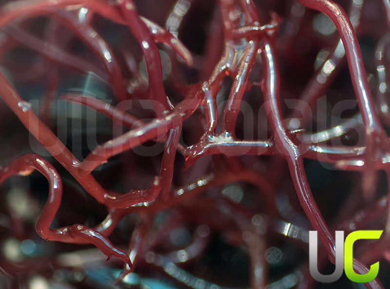 Gracilaria Macro Algae - MED