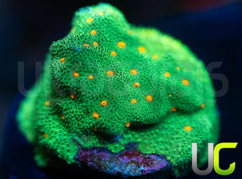 CC Smashing Pumpkins Psammocora