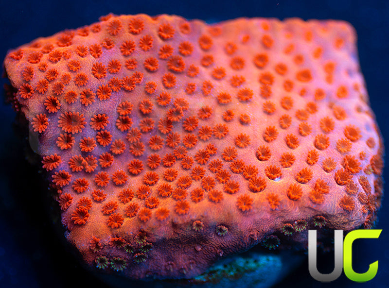 RMF Pink Cadillac Monti