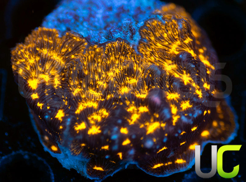UC Blinding Lights Lepto