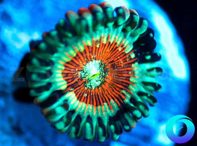 Seduction PE