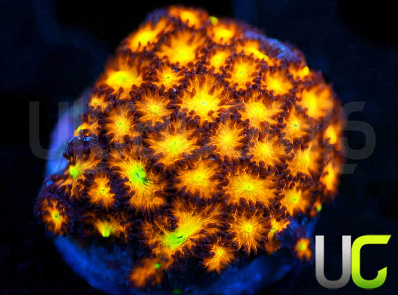 UC Dragon Ball Z Leptastrea