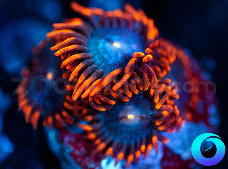 Screamers