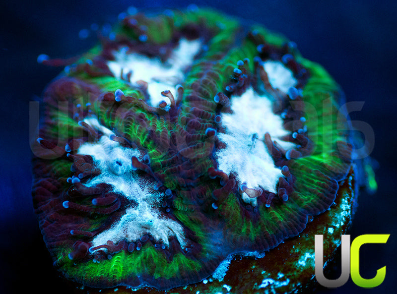 Gonzos Party Time Platy