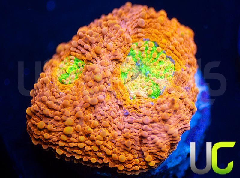 UC Lorax Acan Echinata