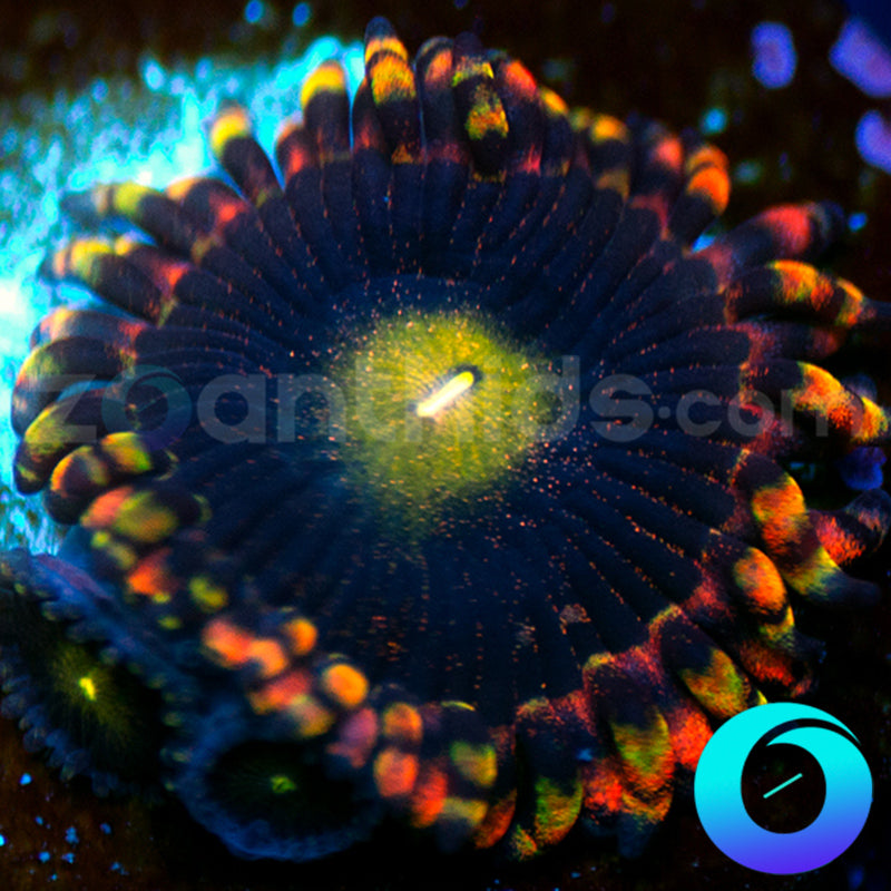 CK Antimatter Zoanthids