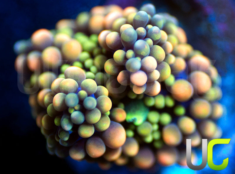 UC Cosmic Color Florida Ricordea
