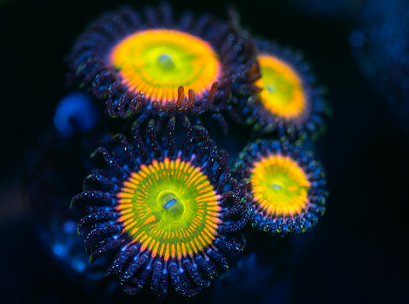 Sunny D Zoas