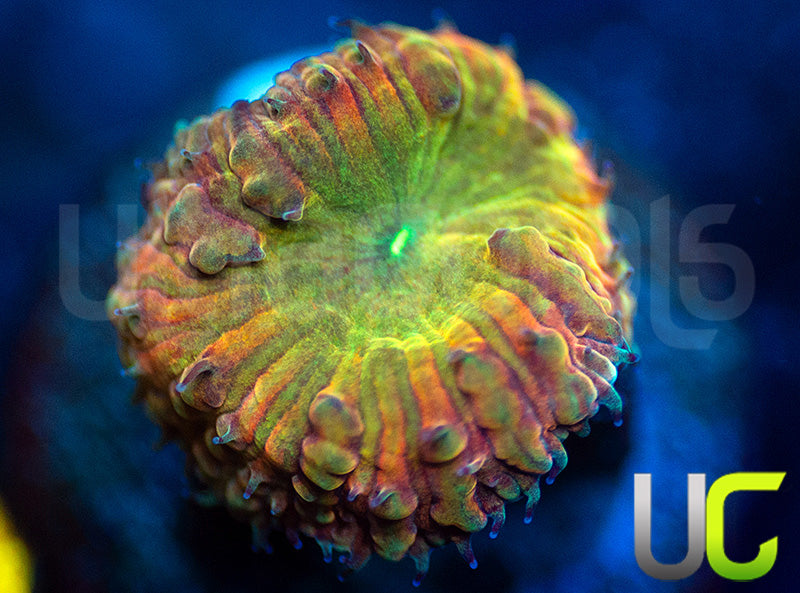 BSA TT Twister Blasto