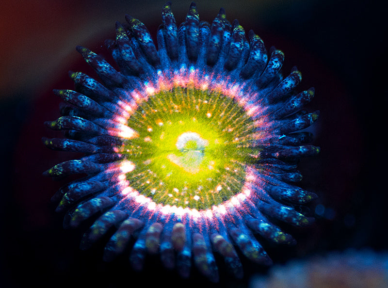 WWC Space Juice Zoa