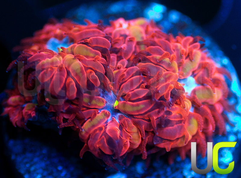 UC Blue Ravens Blastos