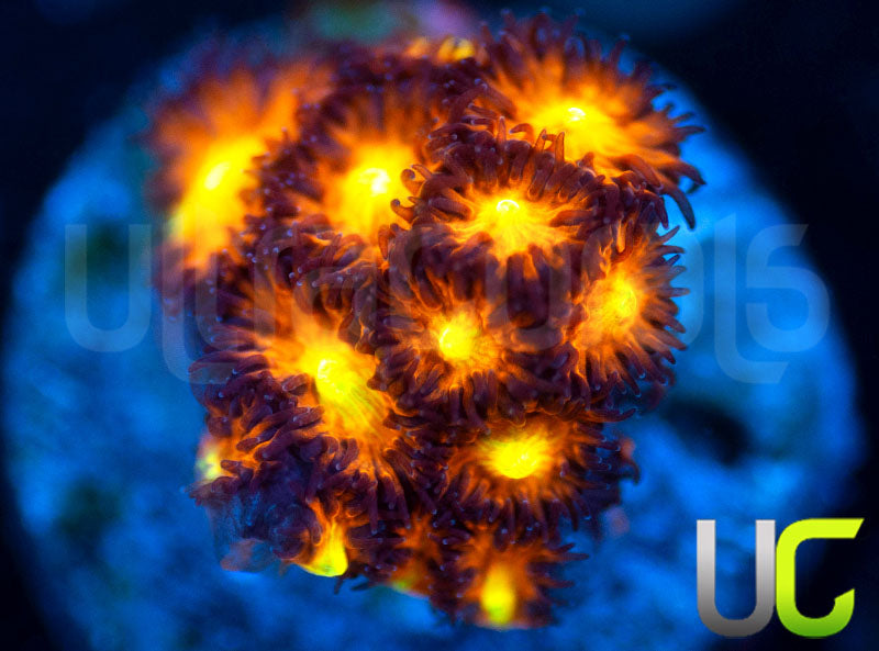 UC Dragon Ball Z Leptastrea