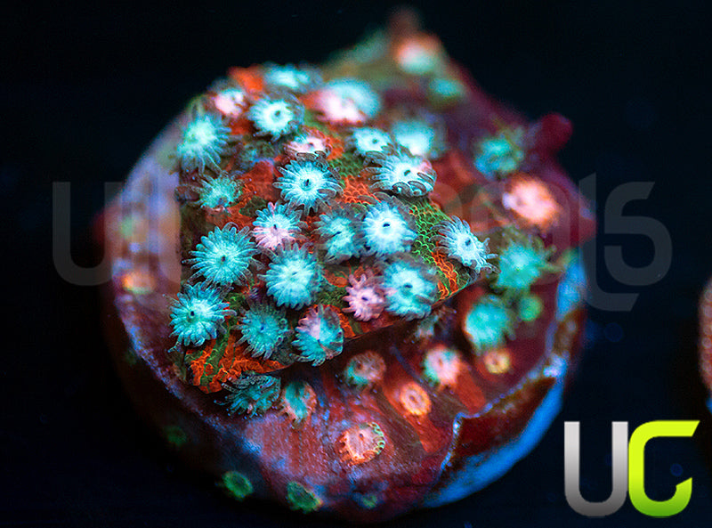 JF Fender Bender Cyphastrea