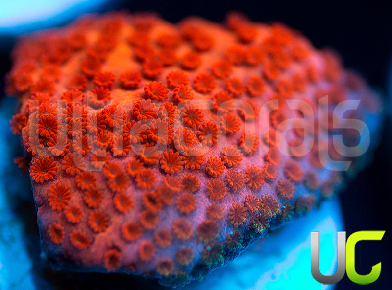 RMF Pink Cadillac Monti