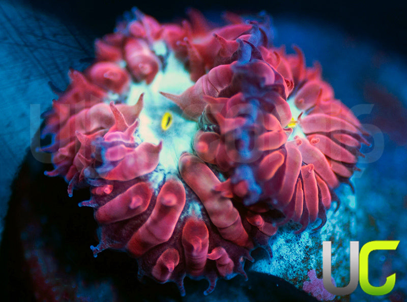 UC Azure Sky Blastos