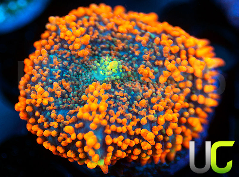 ER Bubonic Bounce Mushroom