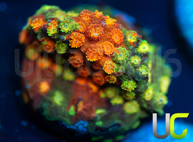 LC Circuit Breaker Cyphastrea