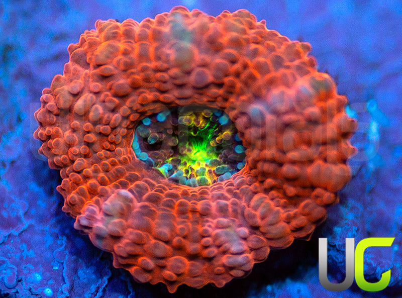 UC Damsel in Distress Micro Amakusensis