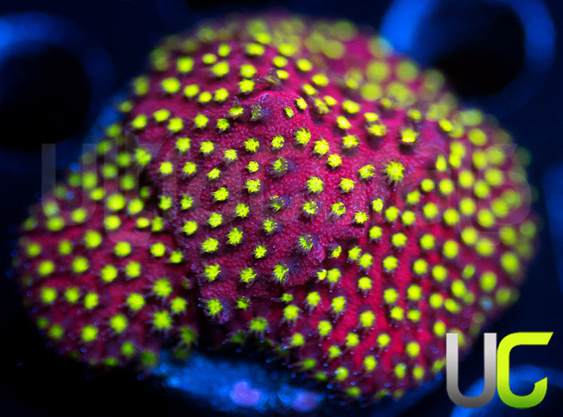 UC Raspberry Pie Stylo