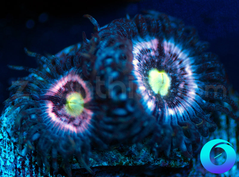 CC Pink Constellation