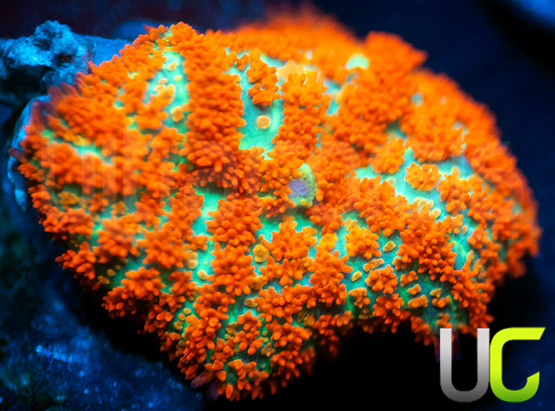UC Flaming Jade Mushroom