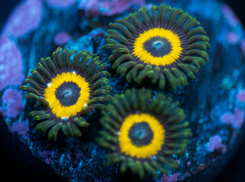 GloWorm Zoas