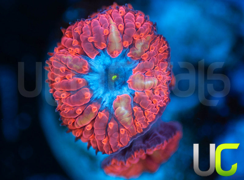 UC Blue Raven Blastos