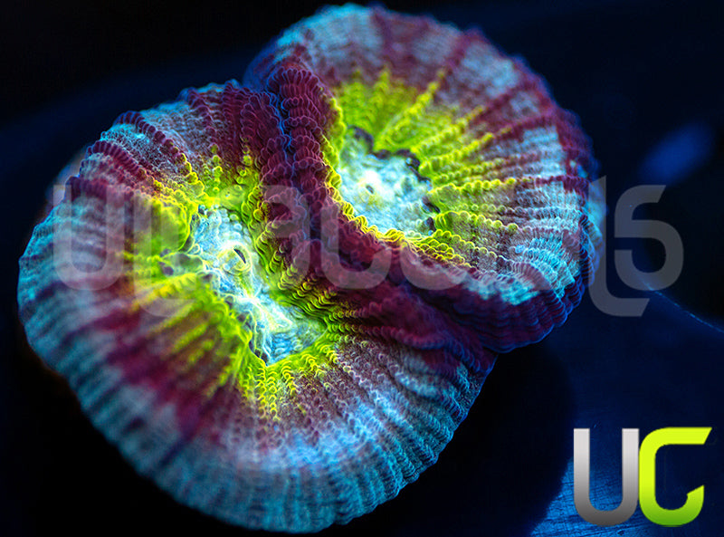 UC Regal Goniastrea