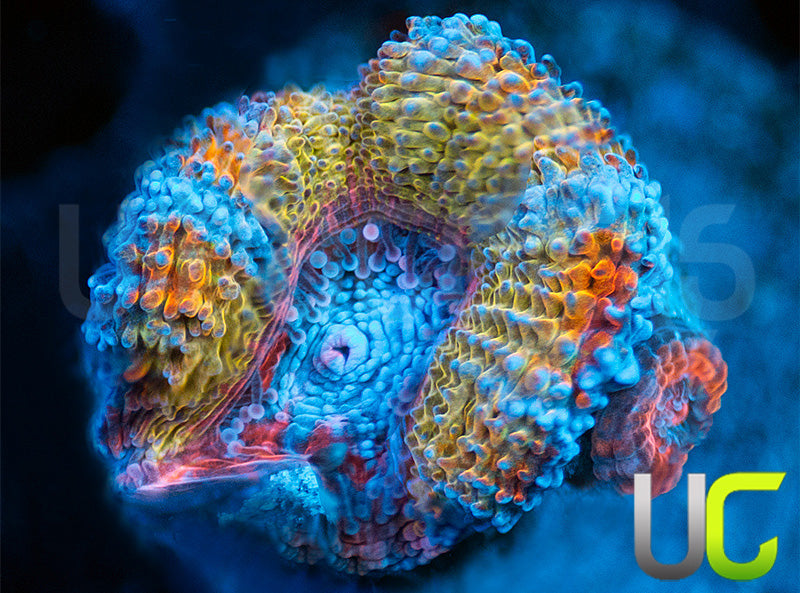 CC Thai Sunset Micro Lord