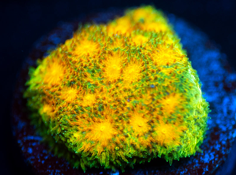 Grafted Psammocora