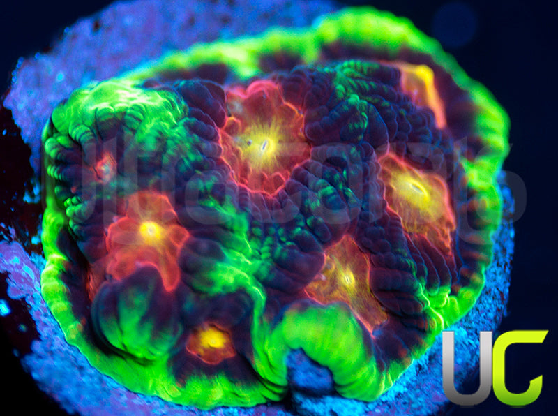 UC Ring Leader Favites