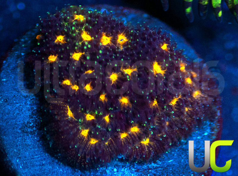 JF Outer Space Psammocora