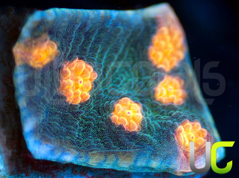 NEW RELEASE: UC Empire Chalice