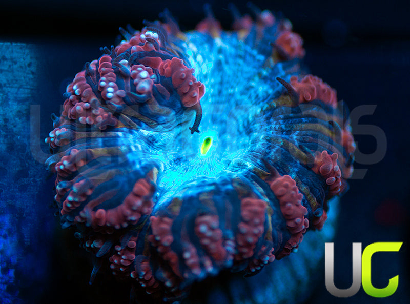 UC Fancy Pants Blasto