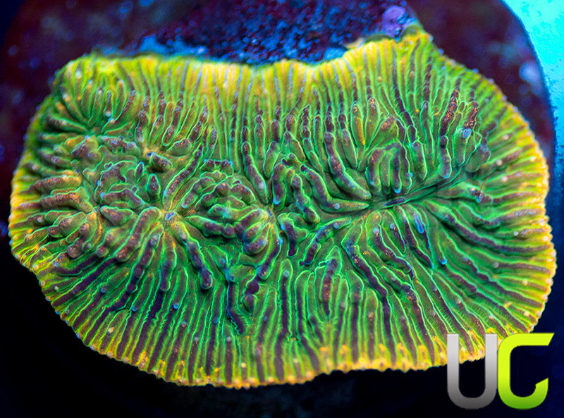 UC Headless Horseman Lepto