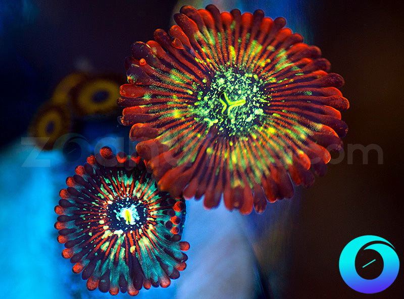 Seduction PE & Houdini PE Combo